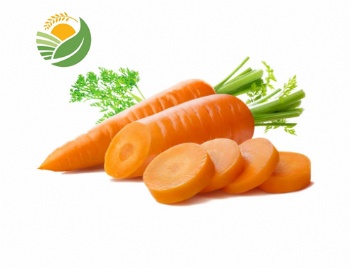 Fresh Carrot