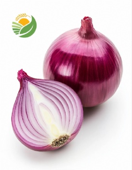 Fresh Onion