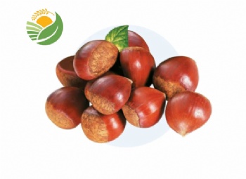 Fresh Chestnut