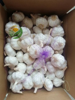 Fresh Garlic