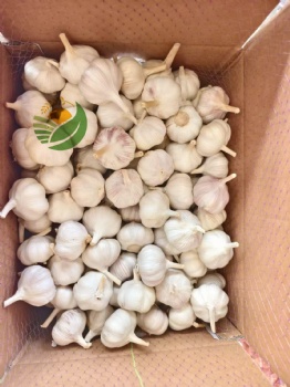 Fresh Garlic