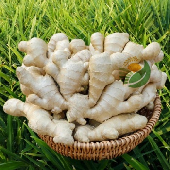 Fresh Ginger