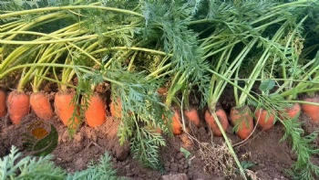 Fresh Carrot
