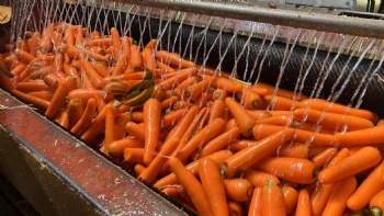 Fresh Carrot