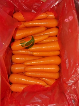 Fresh Carrot