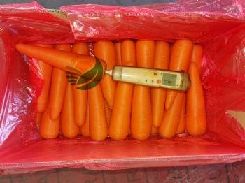 Fresh Carrot