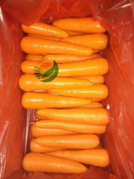 Fresh Carrot