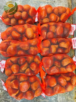Fresh Chestnut