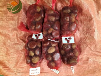 Fresh Chestnut