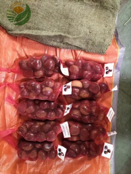 Fresh Chestnut