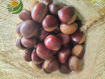 Fresh Chestnut