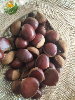 Fresh Chestnut