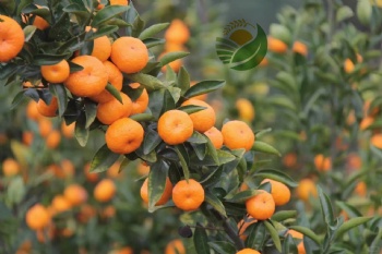 Fresh Mandarin