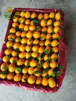 Fresh Mandarin